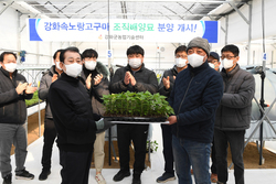 강화군, 조직배양기술로 속노랑고구마 명품화 