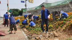 교동면 주민자치·바르게살기위원회, 계절 꽃 식재