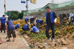 교동면 주민자치·바르게살기위원회, 계절 꽃 식재