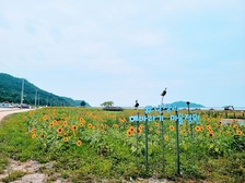 난정리 해바라기 정원 개장