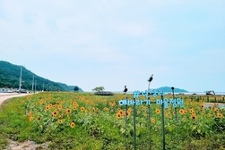 난정리 해바라기 정원 개장