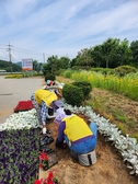 선원면, 도로변 곳곳 싱그러운 여름꽃 식재 