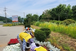 선원면, 도로변 곳곳 싱그러운 여름꽃 식재 