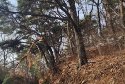 강화군, 주택가 위험 수목 제거해 드립니다!