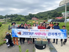 삼산면 주민자치위원회, 사랑 나눔 감자 캐기 행사 