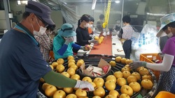 강화군, 명품 ‘강화섬 해풍배’ 수출길 올라