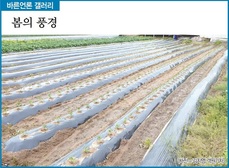[바른언론 갤러리] 봄의 풍경