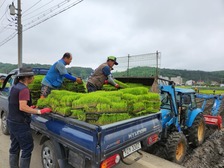 적기 모내기 지원... 예비모 5,000장 공급