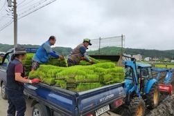 적기 모내기 지원... 예비모 5,000장 공급
