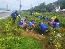  양도면 바르게살기위원회,  건평리 해안도로 가로화단 제초작업 실시 
