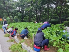 내가면 주민자치위원회,  여름 맞이 화단 김매기 작업 실시