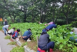 내가면 주민자치위원회,  여름 맞이 화단 김매기 작업 실시