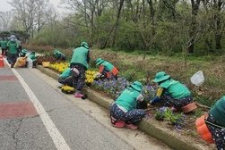 양도면 새마을부녀회, 아름다운 거리 조성 위해 봄꽃 식재