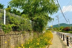 불은면, 라일락 꽃길 조성 