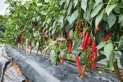 강화군, 여름철 고추농사 현장기술 지원 나서!