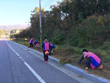 양도면 생활개선회, 하우고개 가로화단 환경 정비  다년생 영산홍, 자산홍 식재