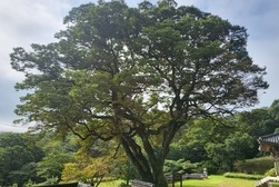 [강화의 보호수] 강화읍 국화리 느티나무(4-9-11)