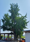 [강화의 보호수] 삼산면 매음리 은행나무(4-9-8)