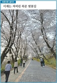 [바른언론 갤러리] 이제는 져 버린 북문 벚꽃길