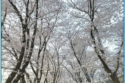 [바른언론 갤러리] 이제는 져 버린 북문 벚꽃길