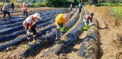 강화읍 지역사회 보장체 사랑의 무·배추 심기 행사 가져 