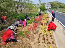 교동면 여성예비군, 관내 가로변 화단 제초작업 실시