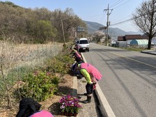 양사면 생활개선회, 상덕현 삼거리화단, 봄꽃으로 새단장