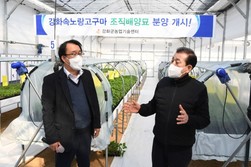 강화군, 속노랑고구마 조직배양기술로 명품화한다