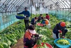 내가면 주민자치위원회,  가정의 달‘사랑의 열무김치 나눔’