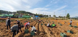 양도면 주민자치위원회, 고구마 수확 구슬땀 흘려