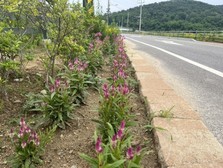 양사면 산이포공원, 여름꽃으로 새단장  