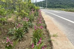 양사면 산이포공원, 여름꽃으로 새단장  