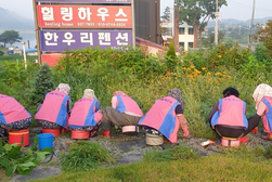 양도면 생활개선회, 인산1리 가로화단 제초 작업