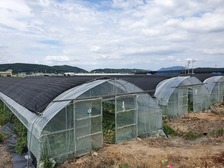강화군, 폭염에 따른 농작물 관리 철저 당부