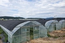 강화군, 폭염에 따른 농작물 관리 철저 당부