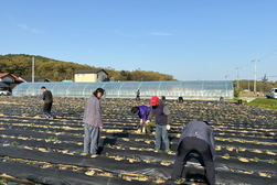 선원면 주민자치委, 감자․옥수수 파종 행사