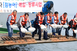 강화군, 주문도 해역에 점농어 42만 마리 방류… 연안어장 수산자원 확보 나서