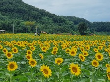 강화군, 교동도 난정해바라기 정원 개장