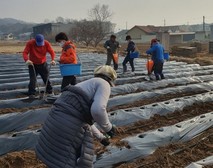 선원면 주민자치위원회, 감자 파종 행사
