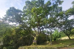 [강화의 보호수] 강화읍 국화리 느티나무(4-9-10)