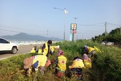 양도면 적십자부녀회,  건평리 해안도로 가로화단 제초작업 실시 