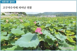 [바른언론 갤러리] 고구저수지에 피어난 연꽃