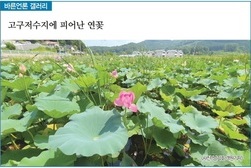 [바른언론 갤러리] 고구저수지에 피어난 연꽃