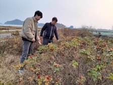 서도면, 특색있는 해당화 명품길 조성으로 관광 자원 활성화 