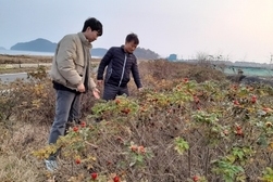 서도면, 특색있는 해당화 명품길 조성으로 관광 자원 활성화 