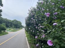 양사면 “무궁화 꽃이 피었습니다”