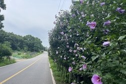 양사면 “무궁화 꽃이 피었습니다”