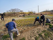 교동면 동산리마을회, “우리함께 봄맞이해요”꽃길 조성