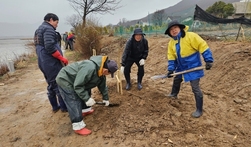길상면 선두5리, 식목일 맞이 강화 체리 1호 식수
