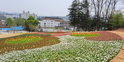 강화군, 봄맞이 초화 6만여 본 식재 완료 